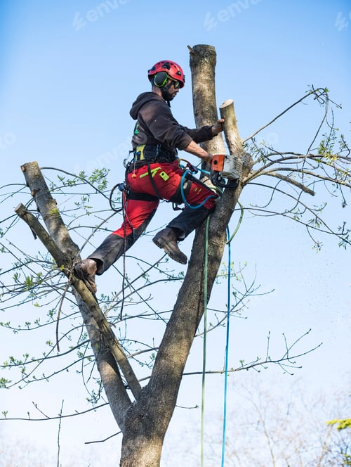 Preview: pruning a tree