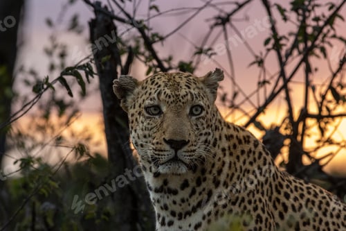 Preview: A leopard, Panthera pardus, sitting, with a sunset background.