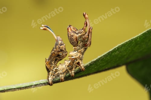 Preview: caterpillar
