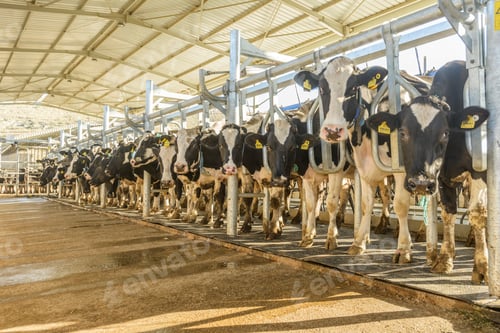 Preview: cow farm