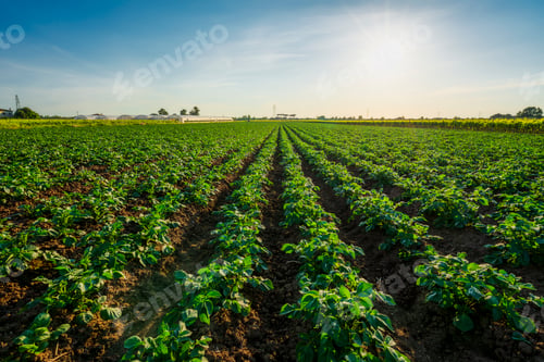 Preview: Potato cultivation field in Maremma. Bolgheri, Castagneto Carducci, Tuscany, Italy