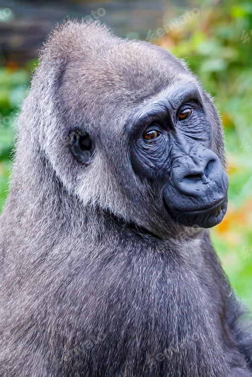 Preview: Closeup of Western Lowland Gorilla