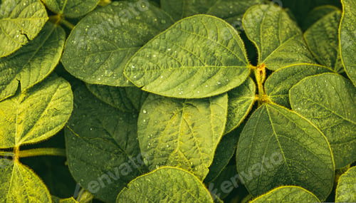 Preview: Green leaves of soybean plant, agricultural landscape