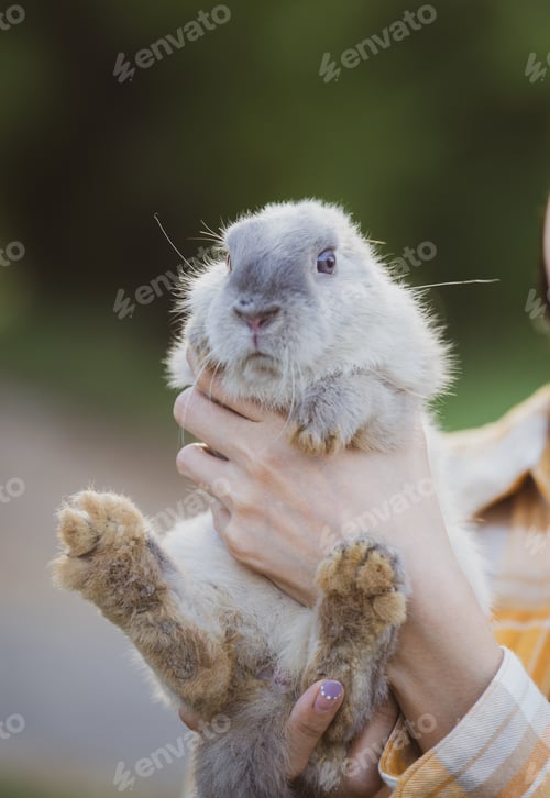 Preview: relationships of cheerful rabbit and happy young human girl, woman holding and carrying cute rabbit