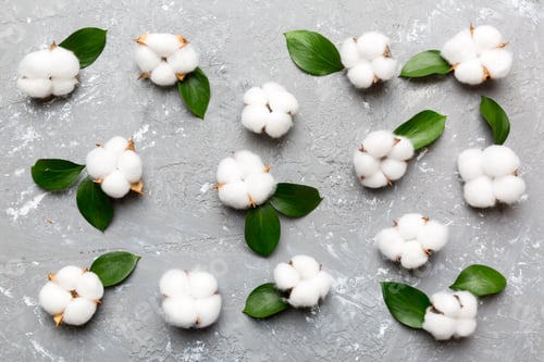 Preview: Autumn Floral Flat lay background composition Dried white fluffy cotton flower branchwith green leaf