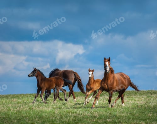 Preview: Herd of horses walks in field. Two mares with foals on pasture.