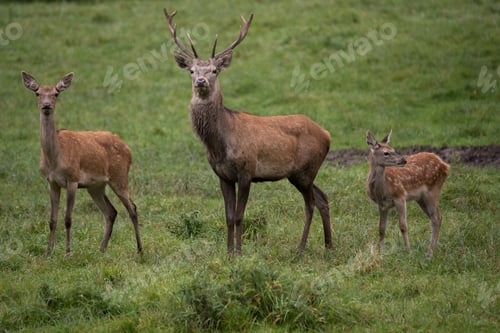 Preview: Selective of a red deer (Cervus elaphus) in a field