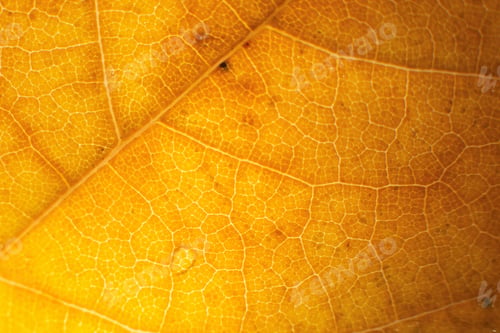 Preview: Macro photo of microscopic organic autumn foliage. yellow leaf texture background.