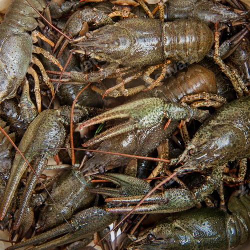 Preview: Lots of live crawfish