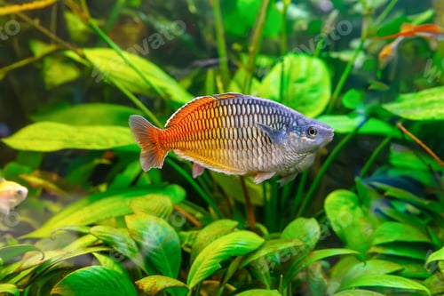 Preview: Boeseman's Rainbowfish, Melanotaenia Boesemani Swimming In Aquarium Water Wtih Green Algae