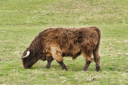Preview: Highland cattle on the meadow