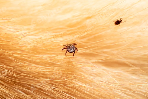Preview: Ticks on dog hair. Ticks sucking dog blood. Dangerous insect mite, encephalitis, lyme disease