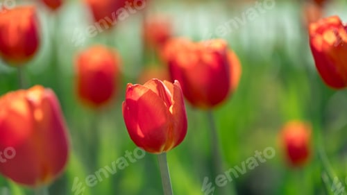 Preview: lots of beautiful red tulips, spring natural background