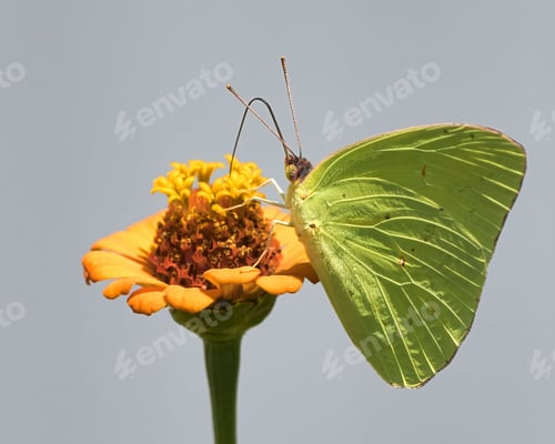 Preview: Close-up of a Cloudless Sulphur Butterfly perched on an orange flower