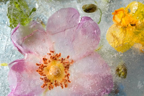 Preview: Colorful background of summer flowers and roses in frozen water with bubbles