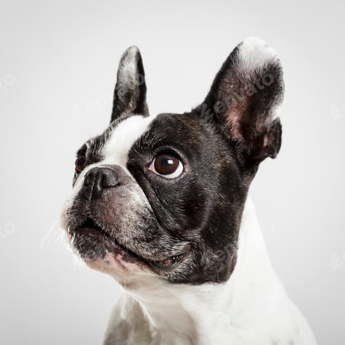 Preview: Studio portrait of an expressive French Bulldog dog