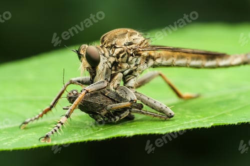 Preview: asilidae with prey