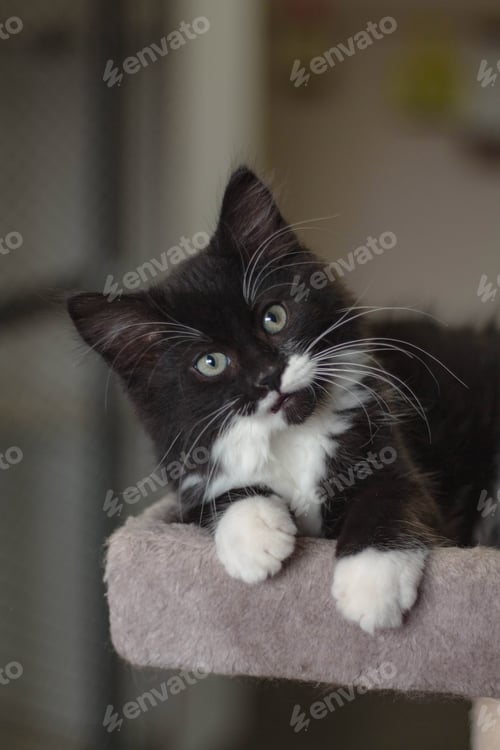 Preview: Black and White cat Hanging over the Edge of a Cat Post