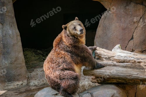 Preview: Closeup of a grizzly bear on wooden logs at the zoo with a blurry background