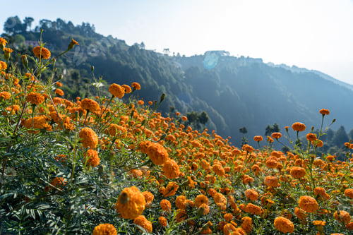 Preview: Blossom Marigold flower