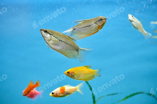 Preview: Colorful exotic fish swimming in deep blue water aquarium with green tropical plants