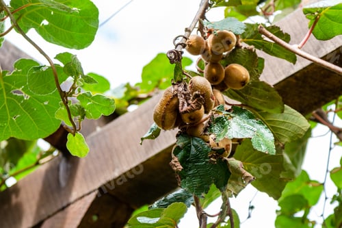 Preview: ripe kiwi fruits (Chinese gooseberry) on vine