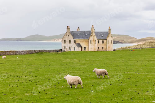 Preview: UK, Scotland, Durness, Balnakeil, sheep at Elliot Houses