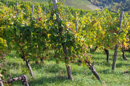 Preview: Beautiful shot of a vineyard with rows of grape trees