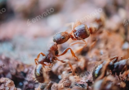Preview: Close up macro photo of ants fighting