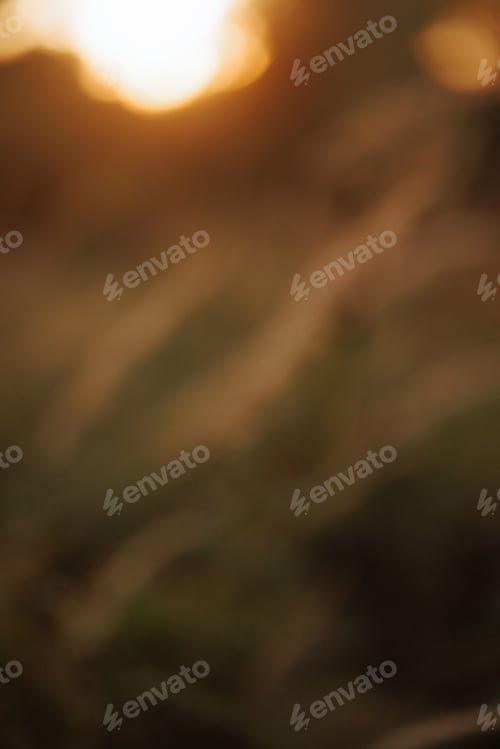 Preview: Green grass background with sun beam. Bright natural bokeh. Soft focus. Abstract nature background .