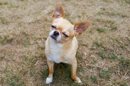 Preview: Cute dog with eyes closed