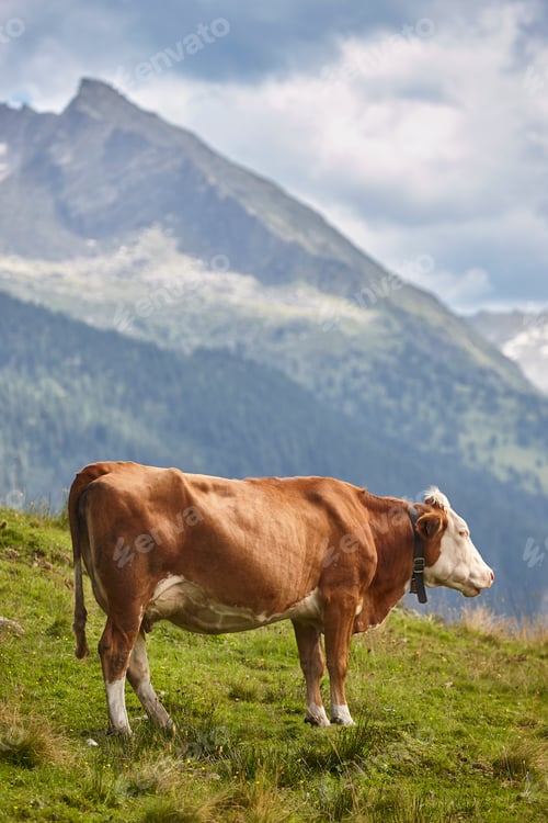Preview: Cows grazing in pasture. Farming. Tirol region. Austria.