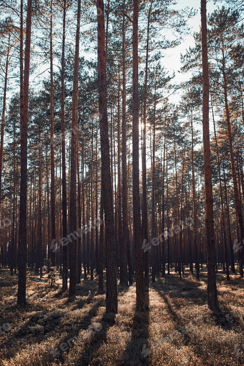 Preview: Forest in autumn season. Colorful foliage on trees lit by sunlight. Natural nature forest landscape