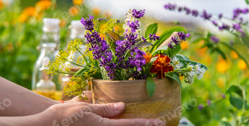 Preview: Plants and herbs, nature, alternative medicine. Selective focus.