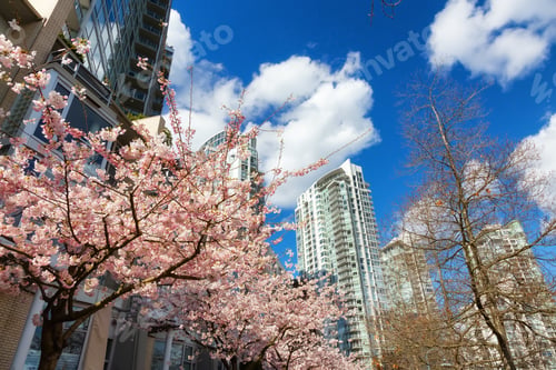 Preview: Cherry Blossom in Downtown Vancouver, British Columbia, Canada