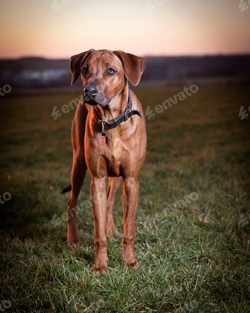 Preview: Brown Rhodesian Ridgeback dog standing on green grass at sunset
