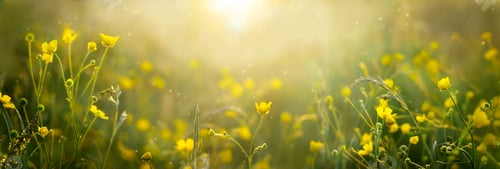 Preview: A longd blurred banner with wild buttercup flowers and green grass at sunset