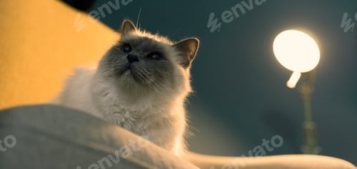 Preview: Cute lovely cat relaxing on the armchair