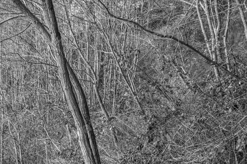 Preview: A Closeup Shot Of Bare Trees And Branches.Black And White Image.