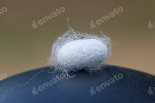 Preview: Close-up of a white silkworm cocoon on a smooth dark surface with a blurred background.