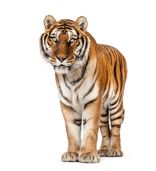 Preview: Tiger