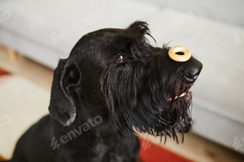 Preview: Obedient dog training with food