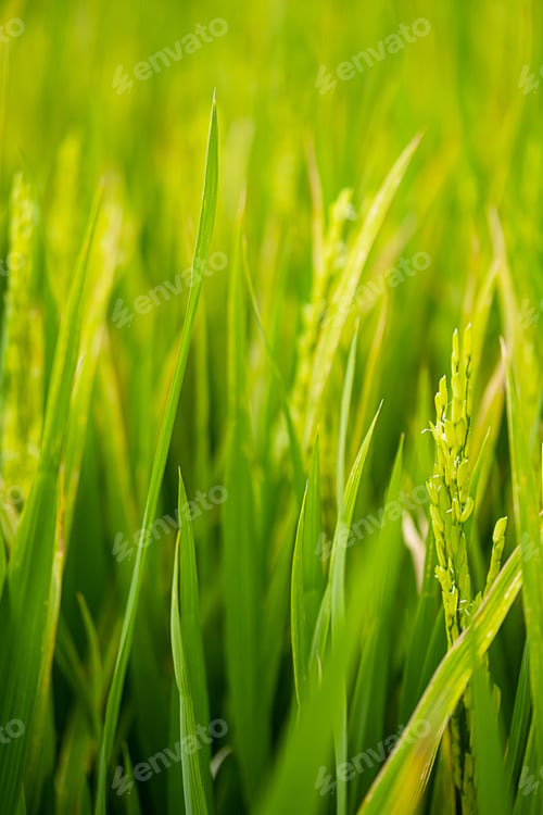 Preview: Ears of rice on rice plantation, close up. Agriculture industry background.