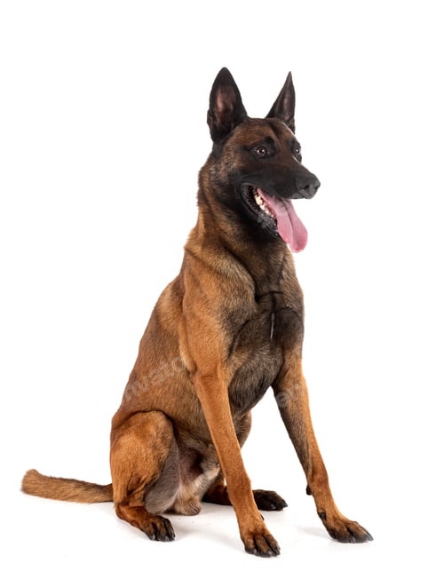 Preview: malinois in studio