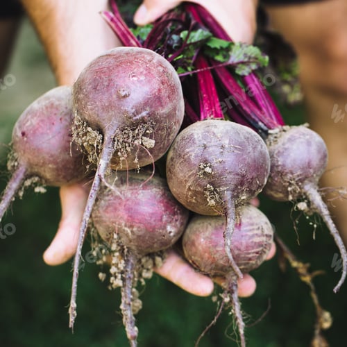 Preview: Farmer hands in gloves holding a bunch of freshly harvested beetroots and a garden spade