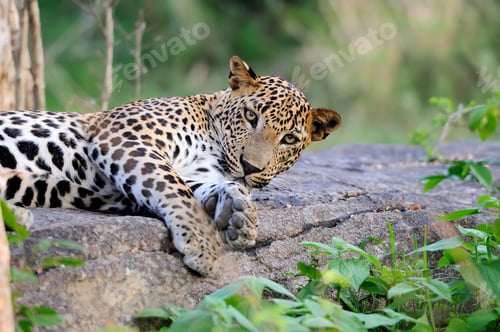 Preview: Leopard