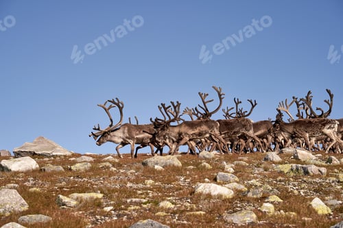 Preview: Norwegian reindeer (Rangifer tarandus tarandus) flock grazing on the Norefjell mountaintop