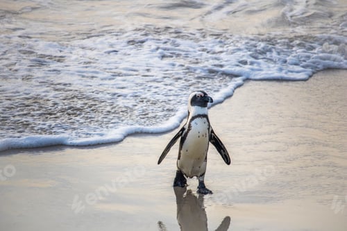 Preview: Cute African Penguin