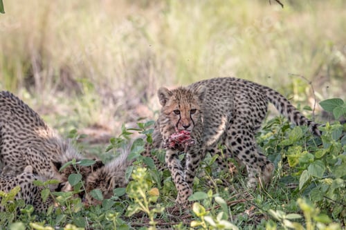 Preview: Cheetah cub feeding on an Impala kill.