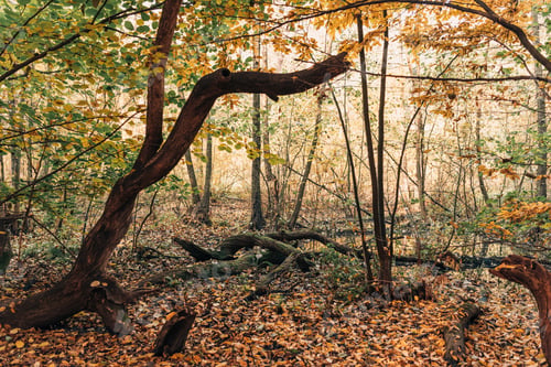 Preview: Fallen leaves near tree roots in autumn forest